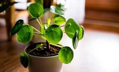 Pilea